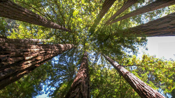 Professional Tree Services in Jenkins, KY