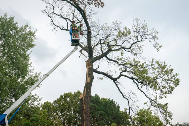How Our Tree Care Process Works  in  Jenkins, KY