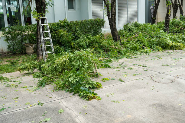 Best Tree Risk Assessment  in Jenkins, KY