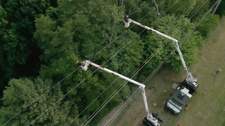 Best Tree Maintenance Programs  in Jenkins, KY