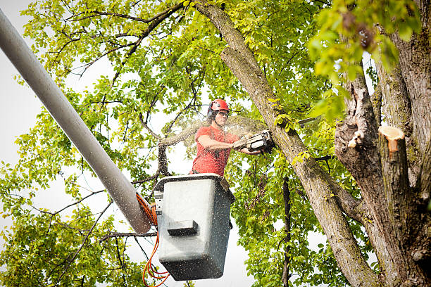 Jenkins, KY Tree Services Pros