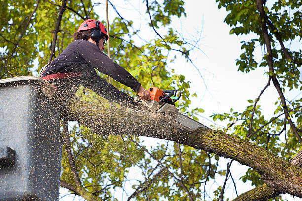 Best Palm Tree Trimming  in Jenkins, KY